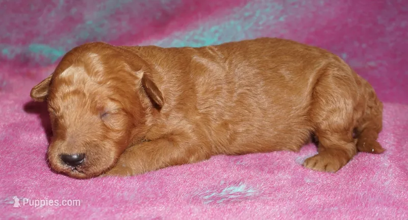 red girl 1 – Labradoodle puppy for sale in La Habra, CA