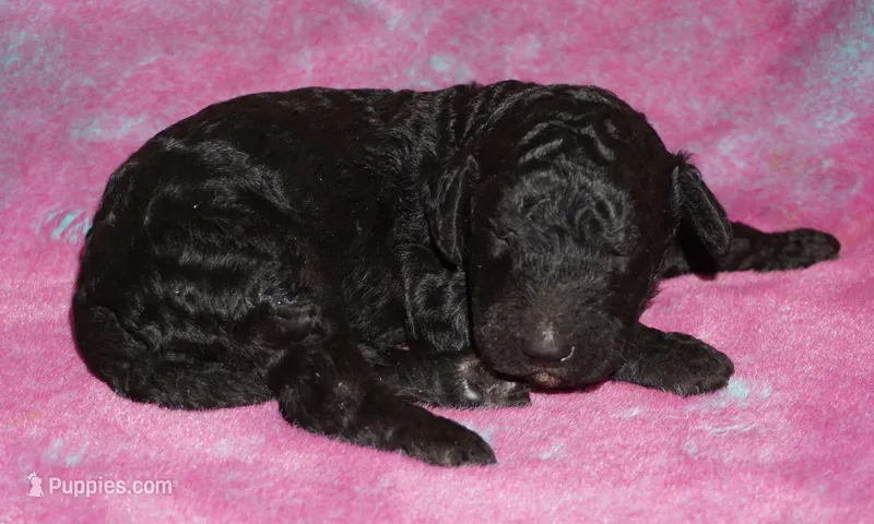 black boy – Labradoodle puppy for sale in La Habra, CA
