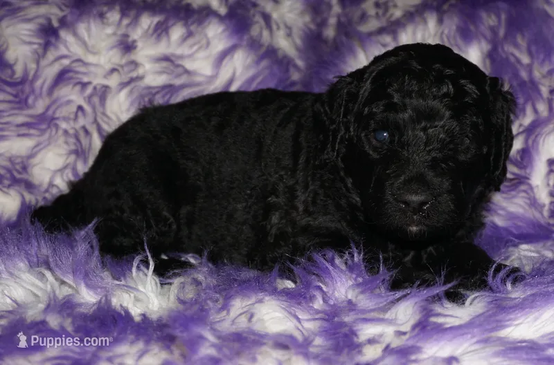 black 2 – Labradoodle puppy for sale in La Habra, CA
