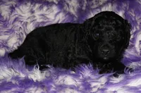 black 2 SALE, a male Labradoodle for sale in La Habra, CA – 1 of 4