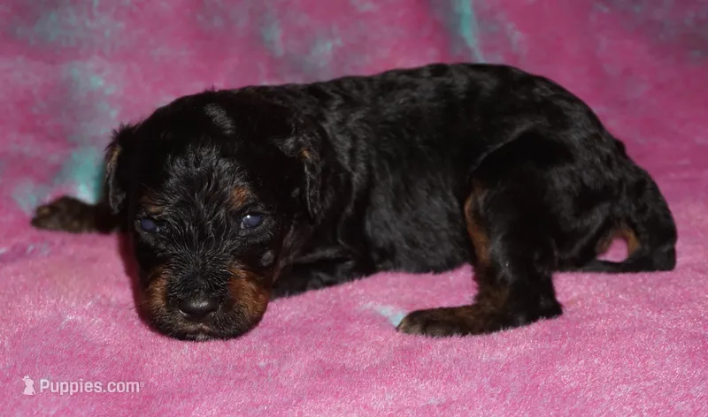 medium multigen phantom – Labradoodle puppy for sale in La Habra, CA