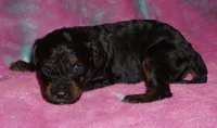 SALE medium multigen phantom, a female Labradoodle for sale in La Habra, CA – 4 of 6