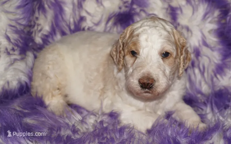 parti boy – Labradoodle puppy for sale in La Habra, CA