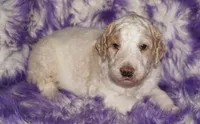 SALE parti boy, a male Labradoodle for sale in La Habra, CA – 2 of 5