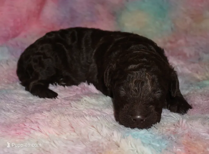 medium multigen chocolate – Labradoodle puppy for sale in La Habra, CA