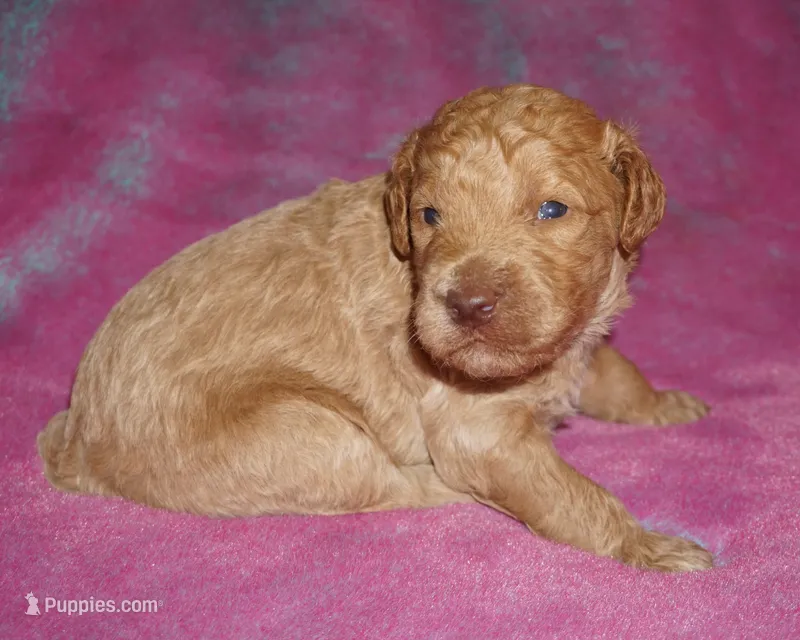 medium multigen apricot 3 – Labradoodle puppy for sale in La Habra, CA