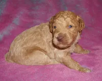 SALE medium multigen apricot 3, a male Labradoodle for sale in La Habra, CA – 4 of 6