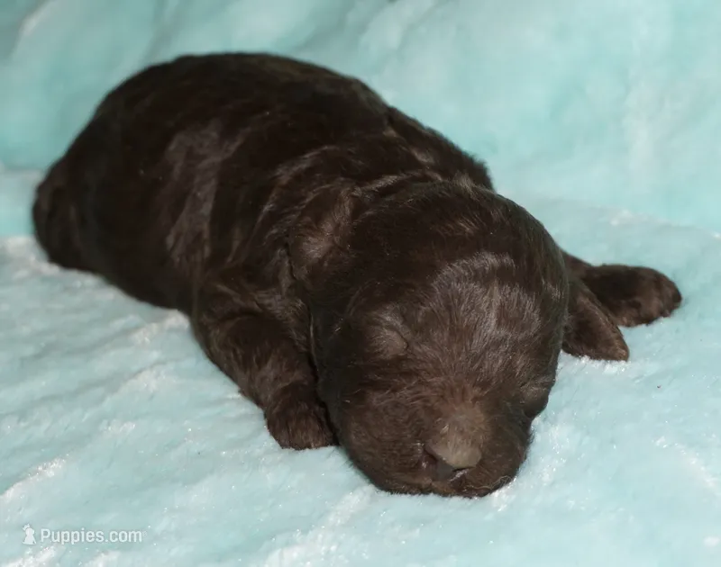 brown – Labradoodle puppy for sale in La Habra, CA