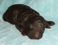 SALE brown, a male Labradoodle for sale in La Habra, CA – 4 of 5