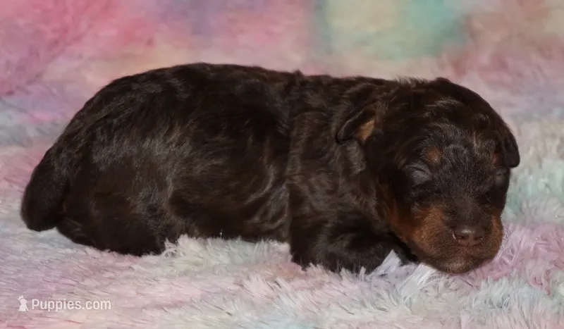 medium multigen choc phan 2 – Labradoodle puppy for sale in La Habra, CA