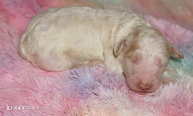 parti boy – Labradoodle puppy for sale in La Habra, CA