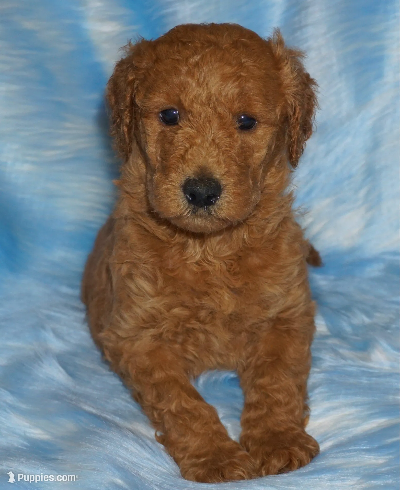 SALE red 1 – Labradoodle puppy for sale in La Habra, CA