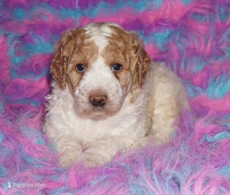 SALE parti medium size – Labradoodle puppy for sale in La Habra, CA