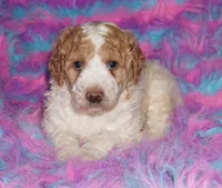 SALE parti medium size, a female Labradoodle for sale in La Habra, CA – 1 of 5