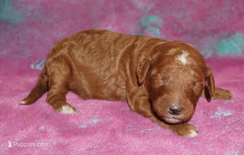 red tuxedo  girl – Labradoodle puppy for sale in La Habra, CA