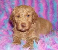 SALE medium multigen apricot 3, a male Labradoodle for sale in La Habra, CA – 1 of 6