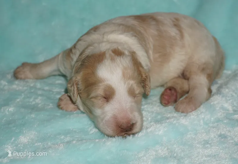 parti girl – Labradoodle puppy for sale in La Habra, CA