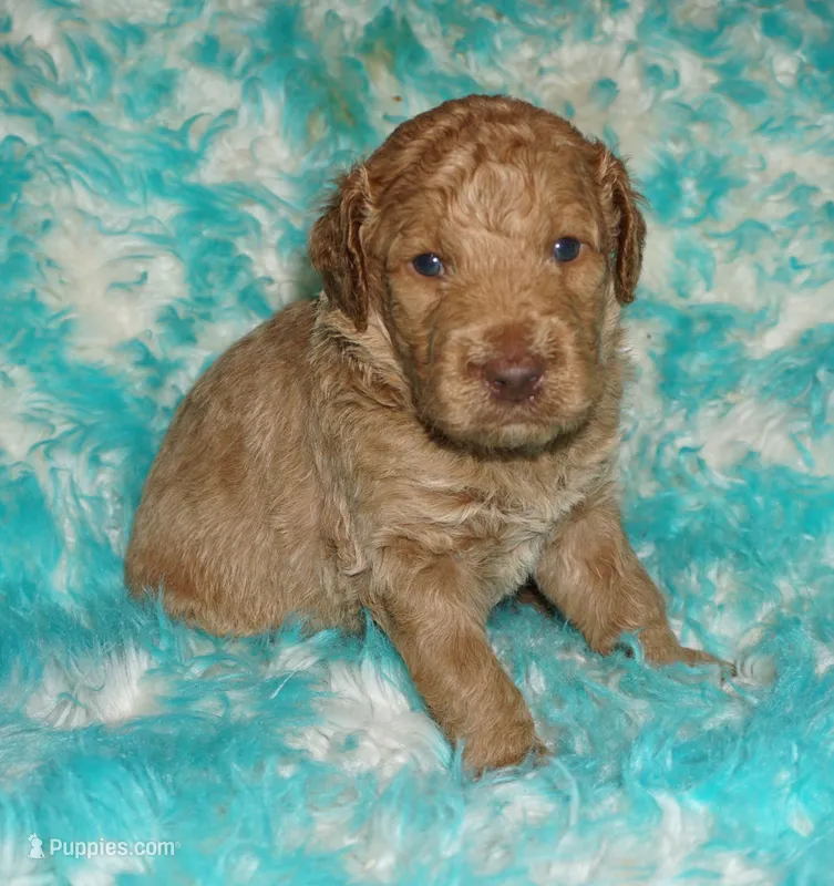 medium multigen apricot 3 – Labradoodle puppy for sale in La Habra, CA