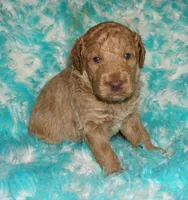 SALE medium multigen apricot 3, a male Labradoodle for sale in La Habra, CA – 3 of 6