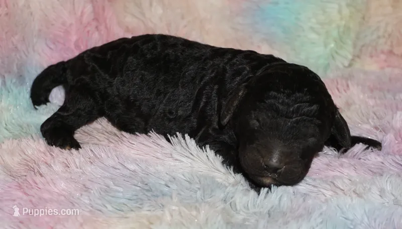 black 2 – Labradoodle puppy for sale in La Habra, CA