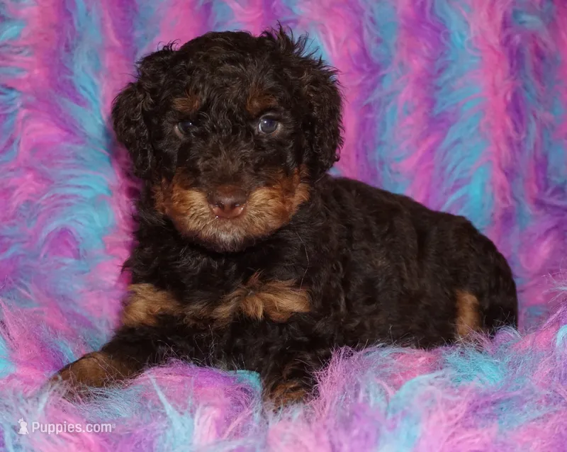 SALE medium multigen choc phan 2 – Labradoodle puppy for sale in La Habra, CA