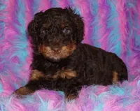 SALE medium multigen choc phan 2, a female Labradoodle for sale in La Habra, CA – 1 of 6