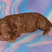 SALE dark red, a male Labradoodle for sale in La Habra, CA – Photo 4 of 5