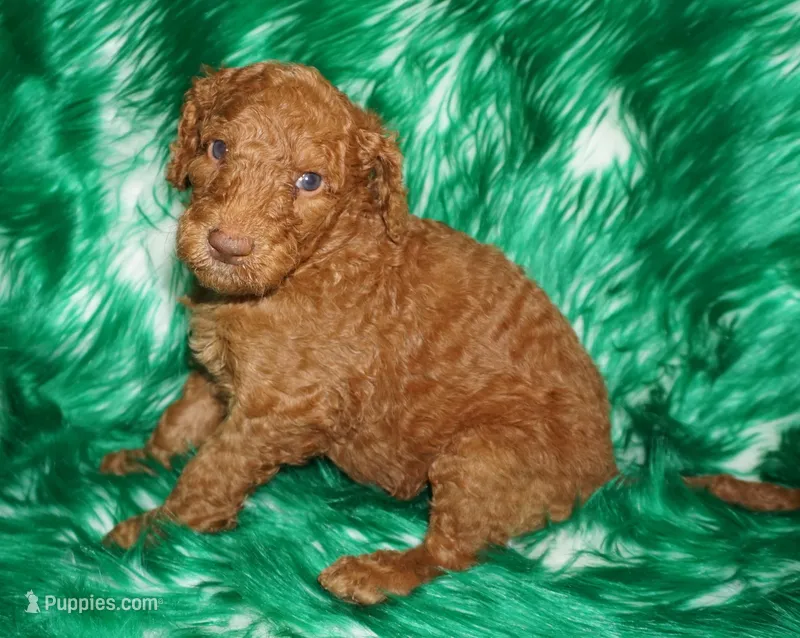 dark red – Labradoodle puppy for sale in La Habra, CA