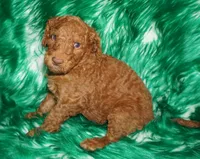 SALE dark red, a male Labradoodle for sale in La Habra, CA – Photo 1 of 5