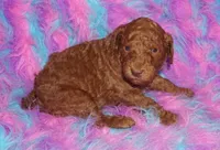 SALE dark red, a male Labradoodle for sale in La Habra, CA – Photo 2 of 5