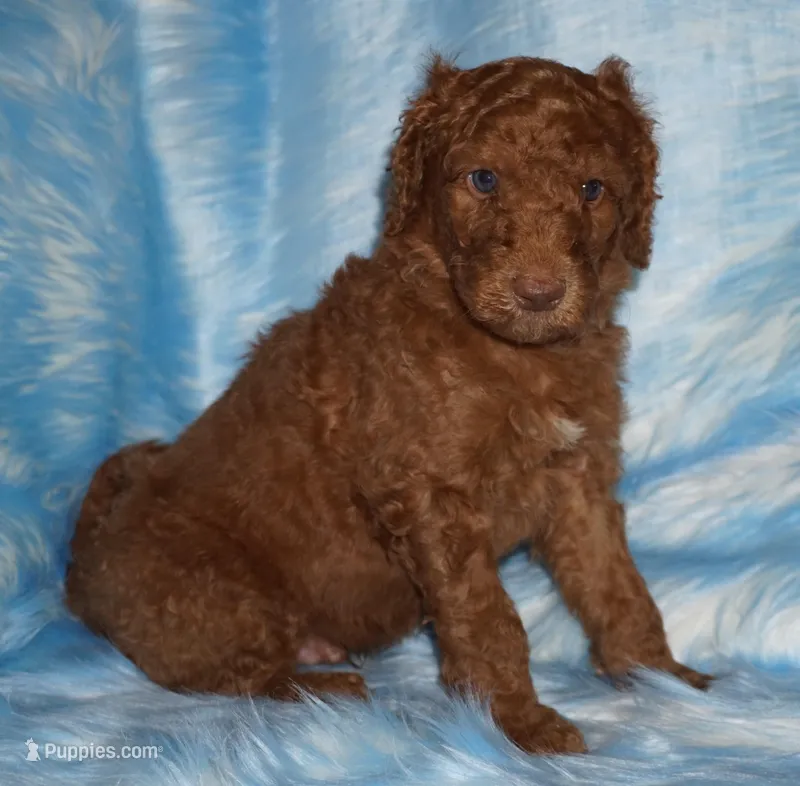 SALE dark red – Labradoodle puppy for sale in La Habra, CA