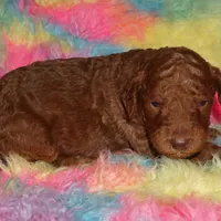 SALE dark red, a male Labradoodle for sale in La Habra, CA – Photo 3 of 5