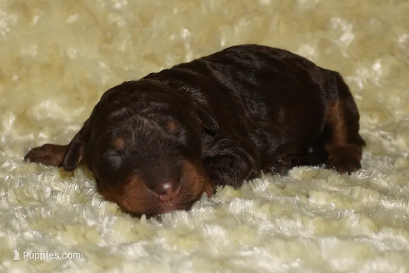 medium multigen choc phan 2 – Labradoodle puppy for sale in La Habra, CA