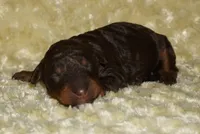medium multigen choc phan 2, a female Labradoodle for sale in La Habra, CA – 1 of 1