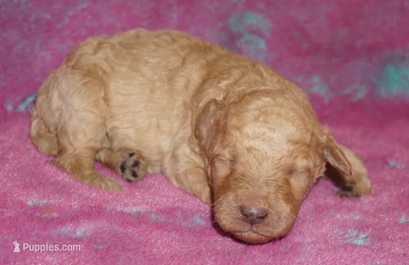 apricot boy – Labradoodle puppy for sale in La Habra, CA