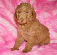 Mediums coming soon!!, a  Labradoodle for sale in La Habra, CA – 5 of 5