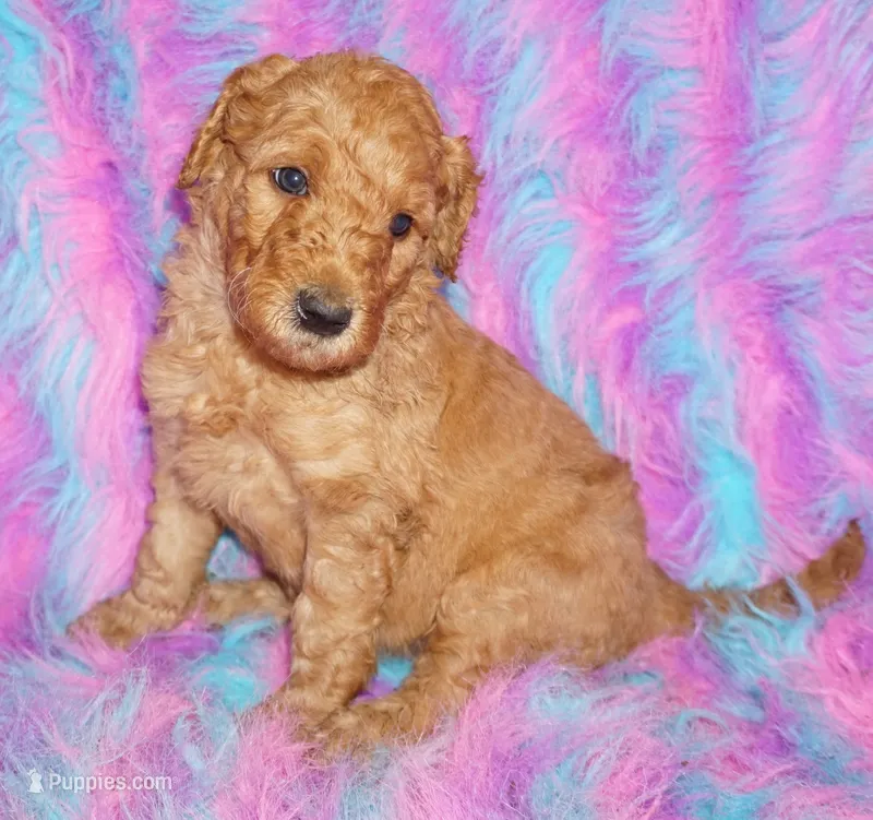 SALE red girl 2 – Labradoodle puppy for sale in La Habra, CA