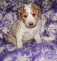 SALE parti medium size, a female Labradoodle for sale in La Habra, CA – 5 of 5