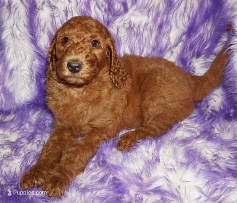 red girl 3 – Labradoodle puppy for sale in La Habra, CA