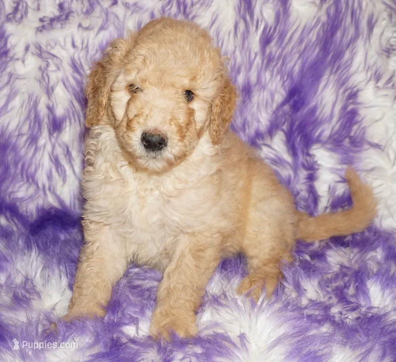 SALE-apricot boy – Labradoodle puppy for sale in La Habra, CA
