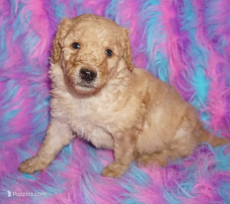 apricot boy – Labradoodle puppy for sale in La Habra, CA