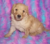 SALE-apricot boy, a male Labradoodle for sale in La Habra, CA – 1 of 6