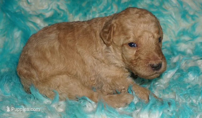 apricot boy – Labradoodle puppy for sale in La Habra, CA