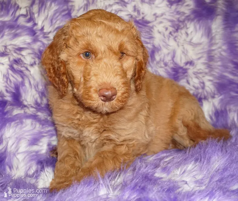 SALE medium multigen apricot 3 – Labradoodle puppy for sale in La Habra, CA