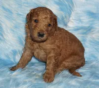 SALE red girl 1, a female Labradoodle for sale in La Habra, CA – 1 of 4