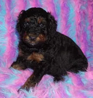 SALE medium multigen phantom, a female Labradoodle for sale in La Habra, CA – 1 of 6