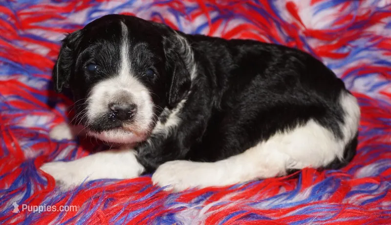 black parti girl – Labradoodle puppy for sale in La Habra, CA
