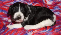 SALE black parti girl, a female Labradoodle for sale in La Habra, CA – 3 of 5
