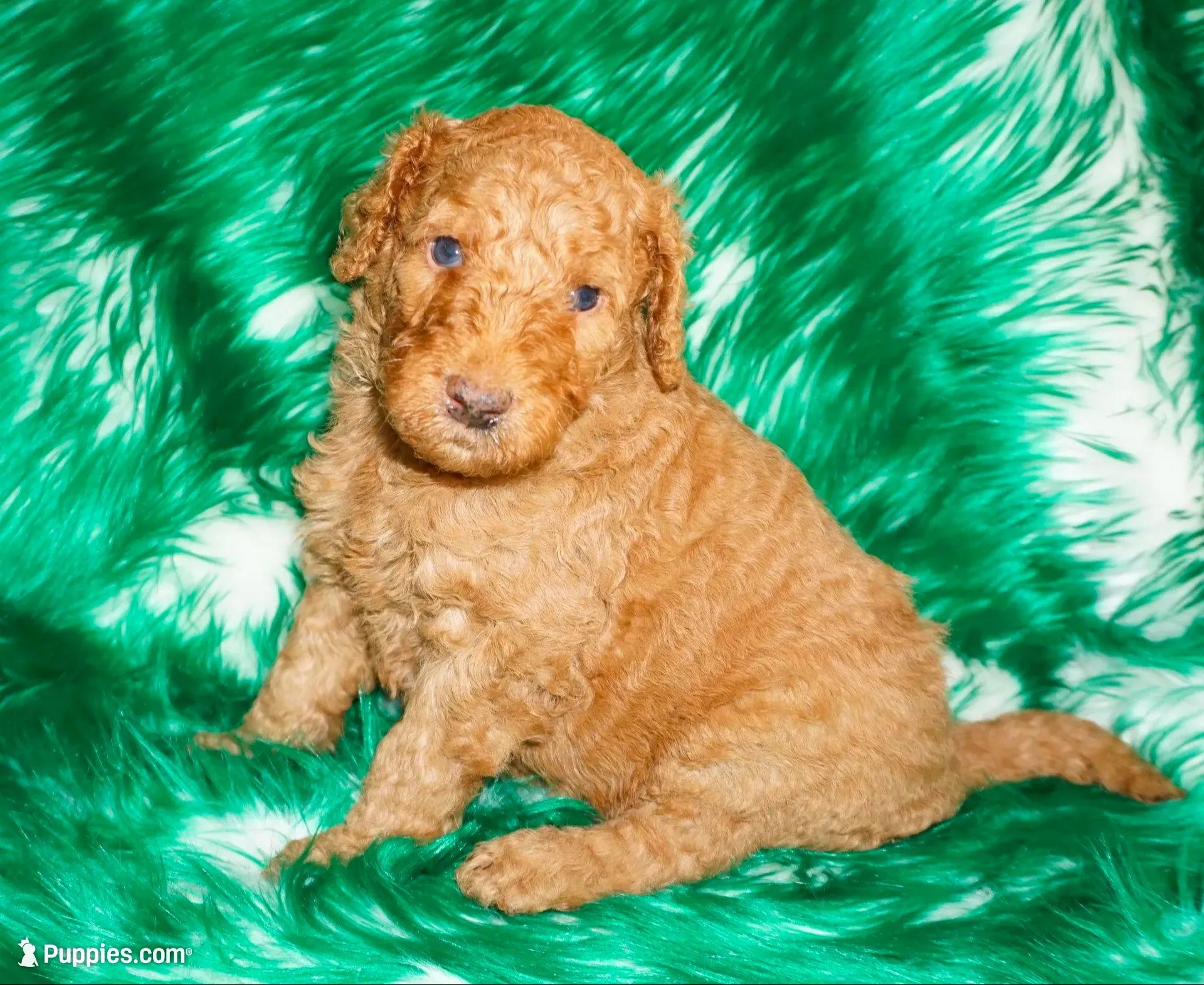 SALE red 2 – Labradoodle puppy for sale in La Habra, CA