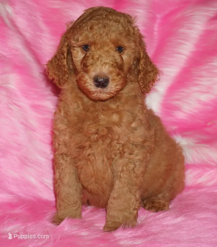 SALE red 2 – Labradoodle puppy for sale in La Habra, CA